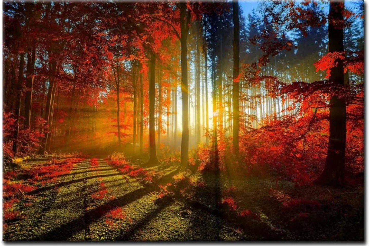 First Wall Art Canvas Print - Forest