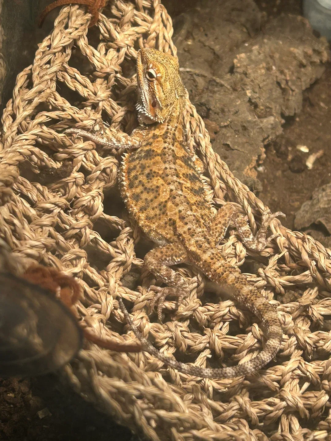 Bearded dragon tank image indicator(2)