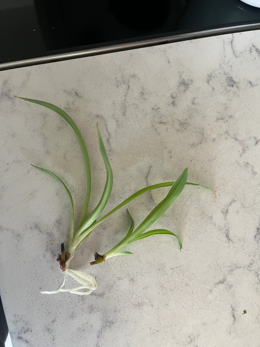 Small Spider plant