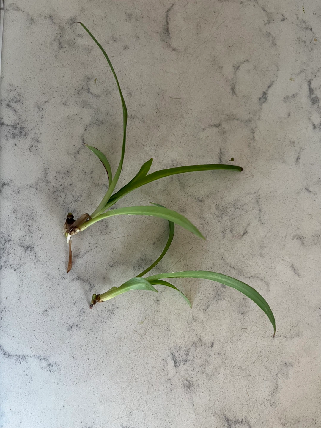 Small Spider plant - photo 2
