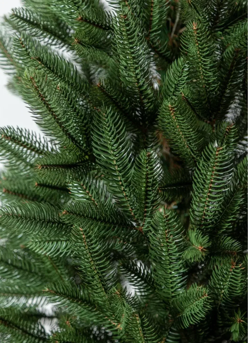 Small artificial Christmas tree image indicator(3)