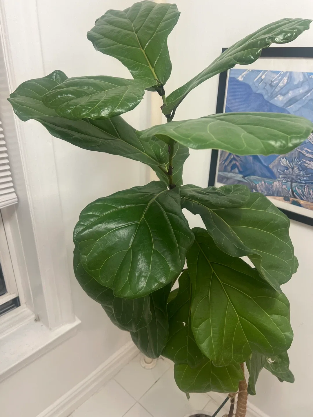 Fiddle Leaf Fig Tree image indicator(2)