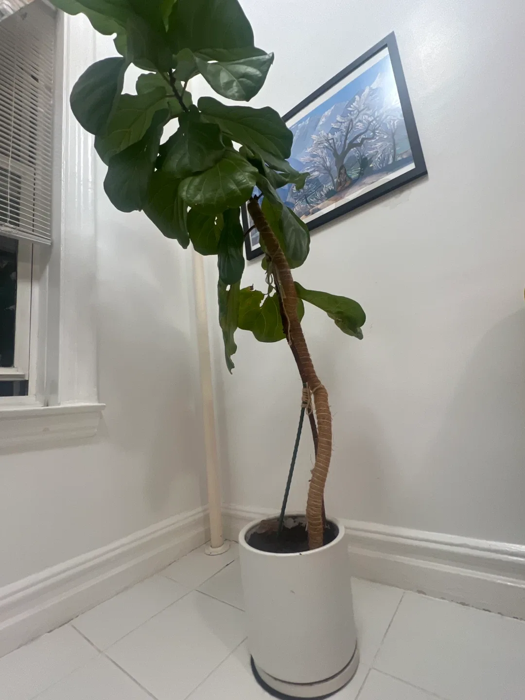 Fiddle Leaf Fig Tree image indicator(3)