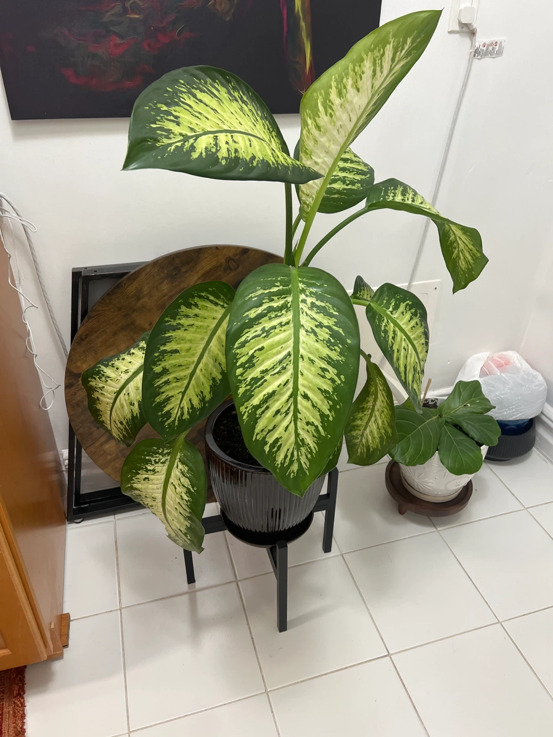 Dieffenbachia Plant