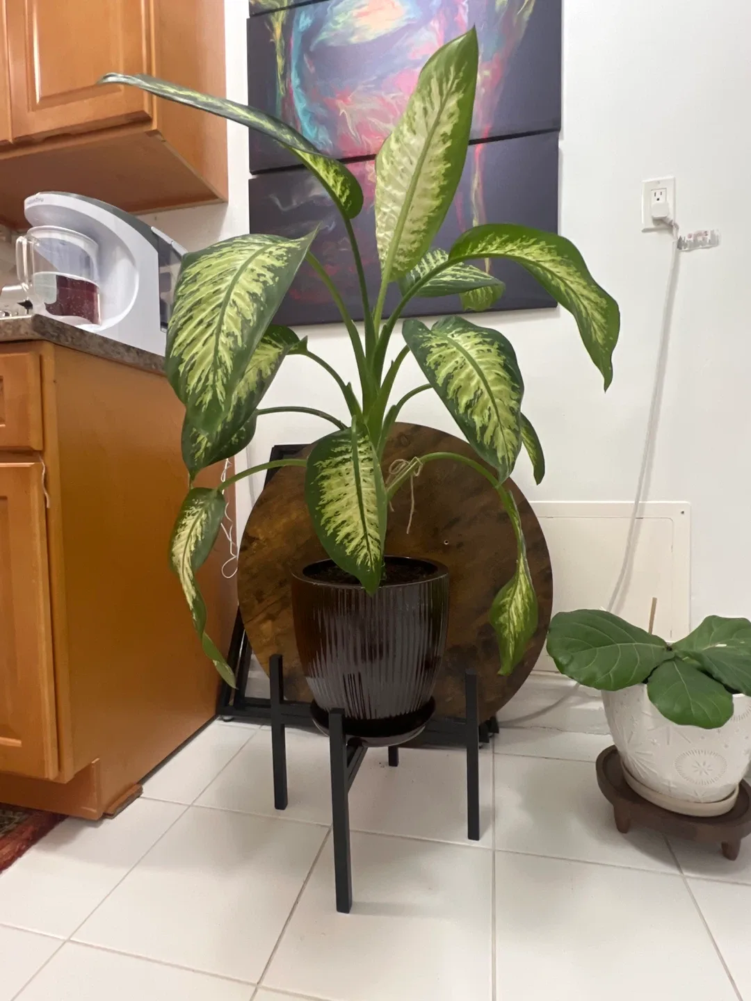 Dieffenbachia Plant image indicator(2)