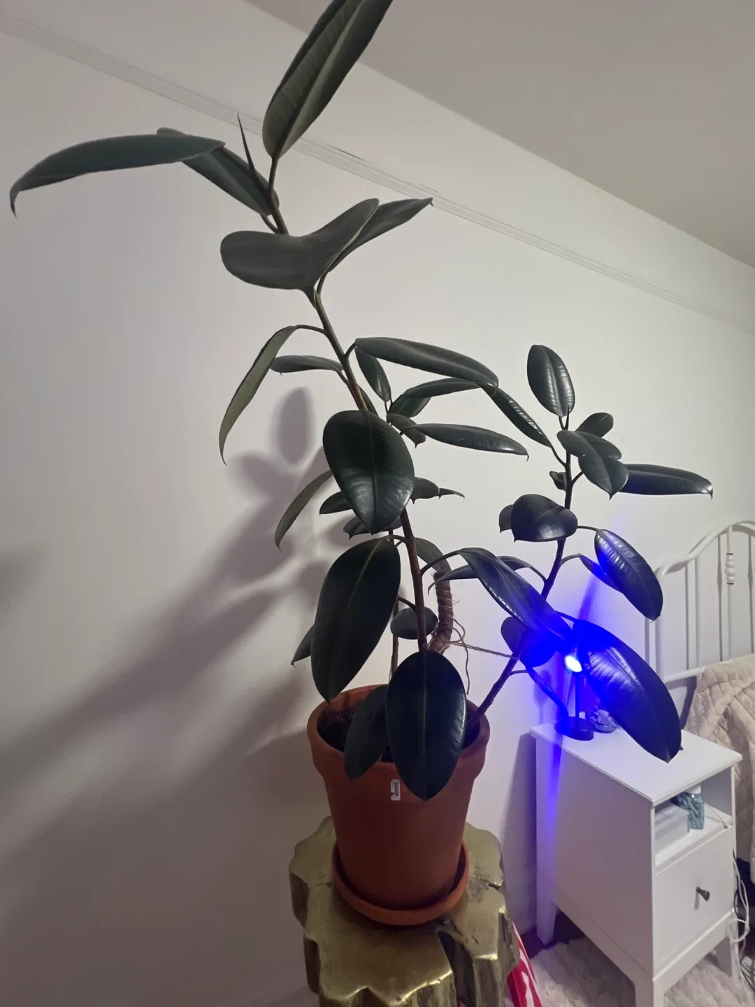 Ficus Elastica Rubber Plant image indicator(2)