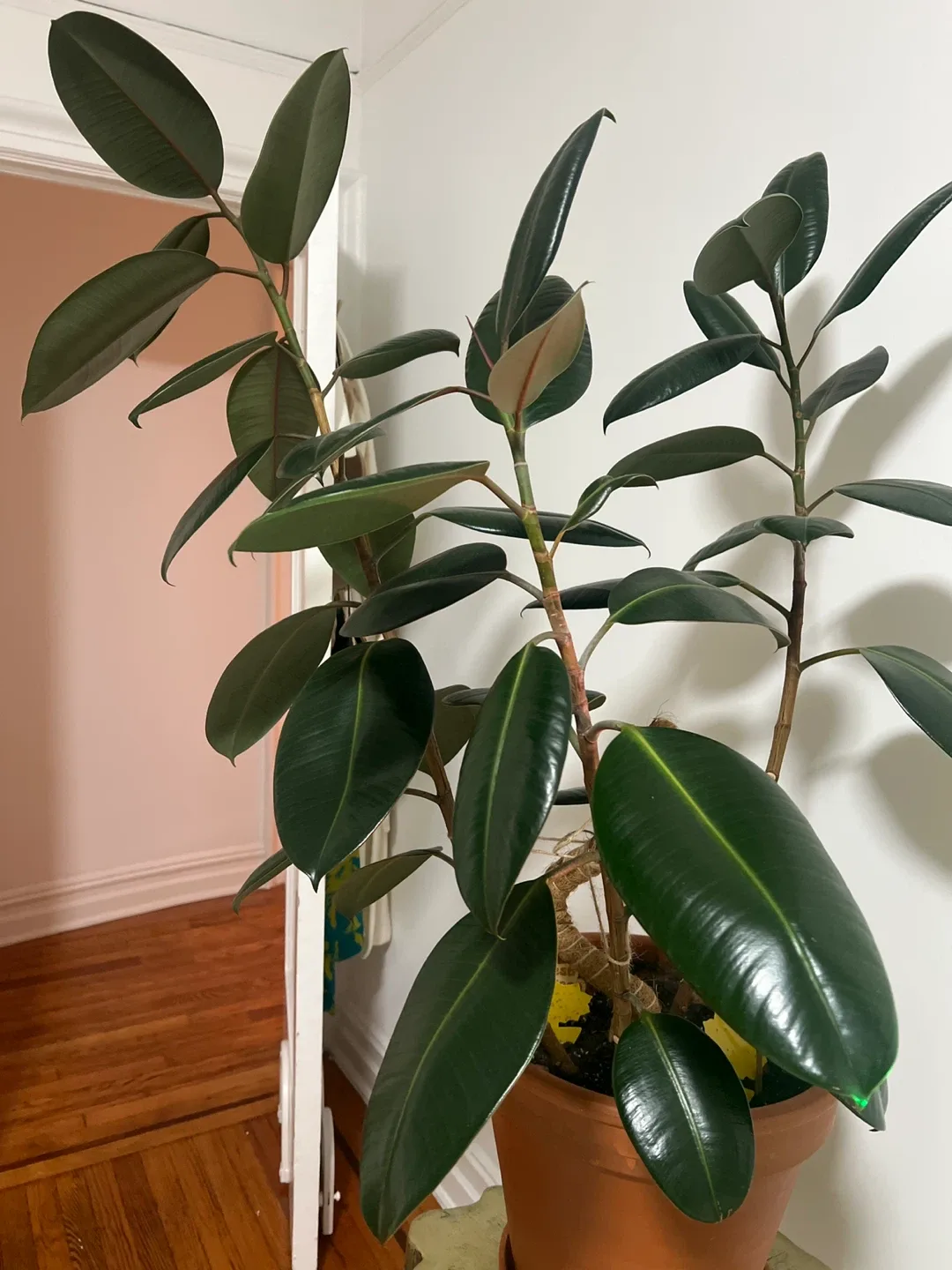 Ficus Elastica Rubber Plant image indicator(3)