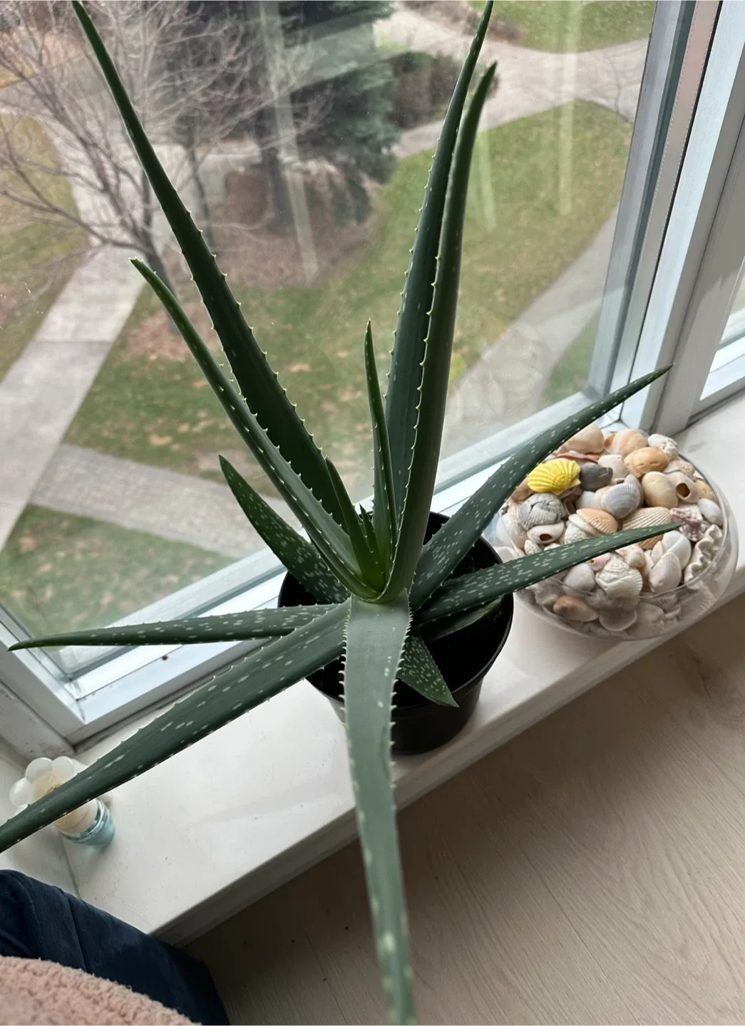 Healthy Aloe Vera Plant -large image indicator(2)