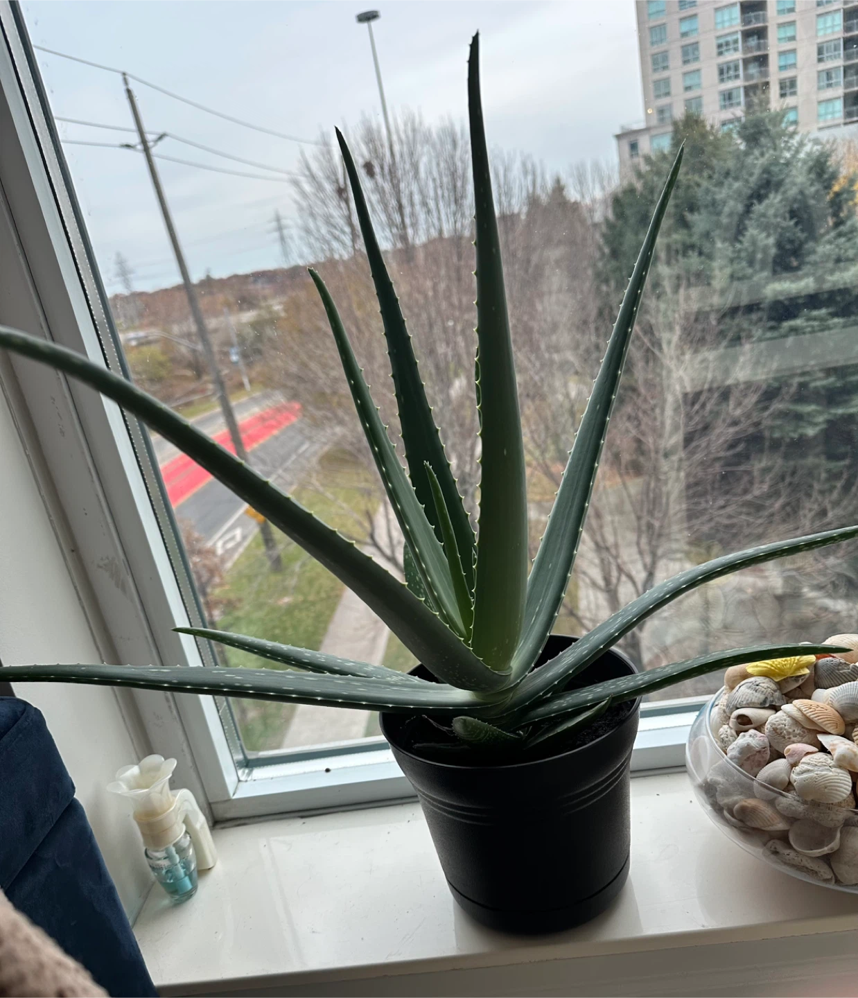 Healthy Aloe Vera Plant -large