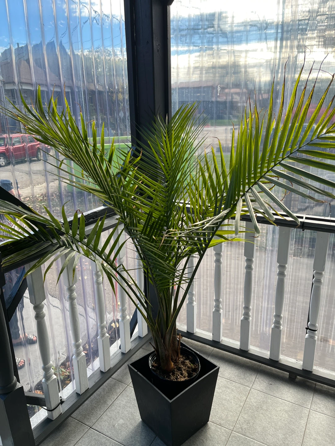 Potted 10” Foliera Palm Tree