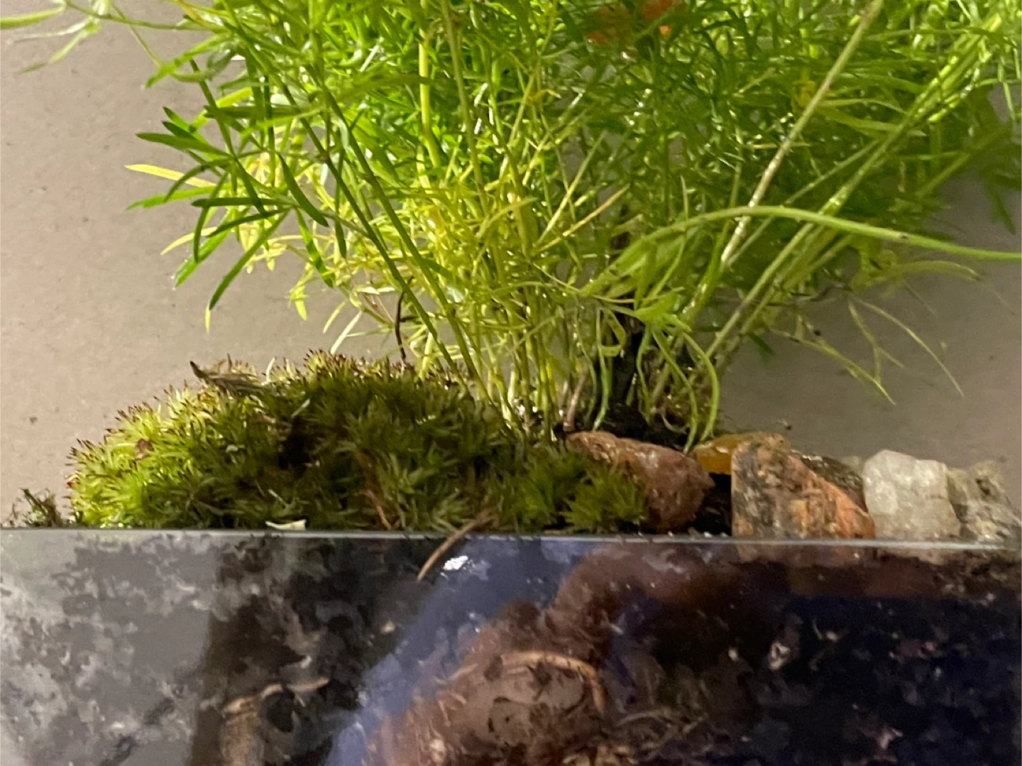 Japanese-Style Terrarium - photo 2