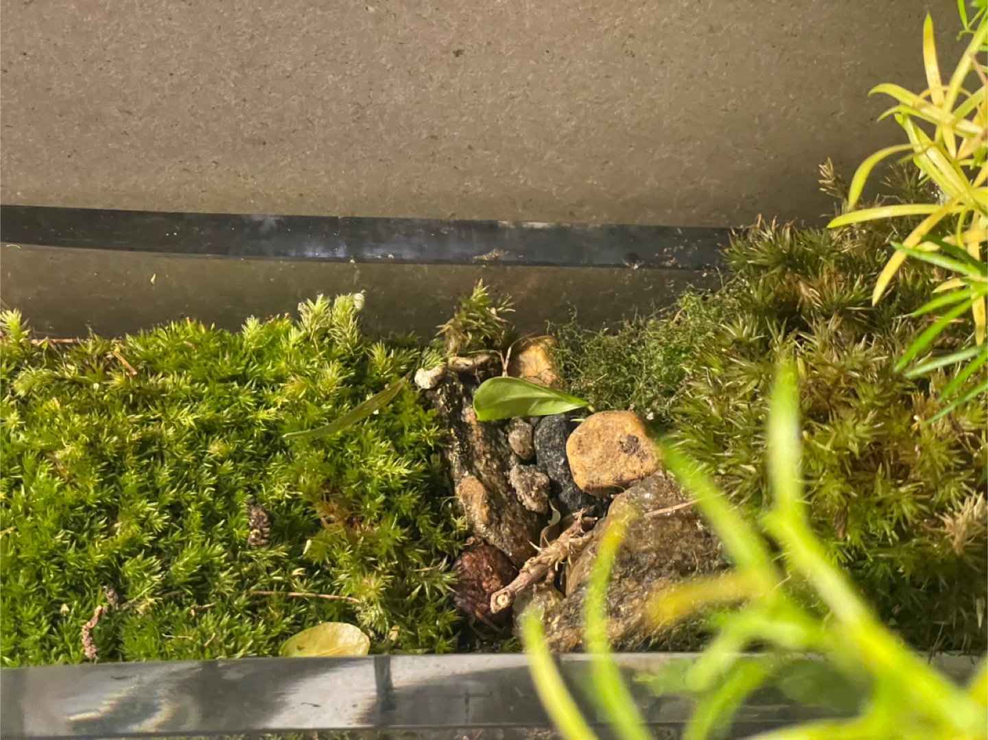 Japanese-Style Terrarium - photo 3
