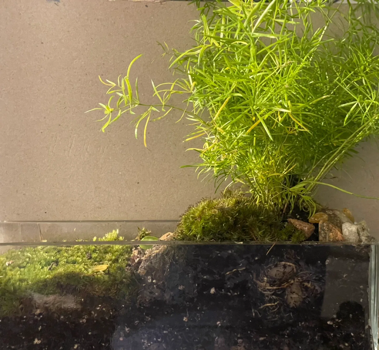 Japanese-Style Terrarium