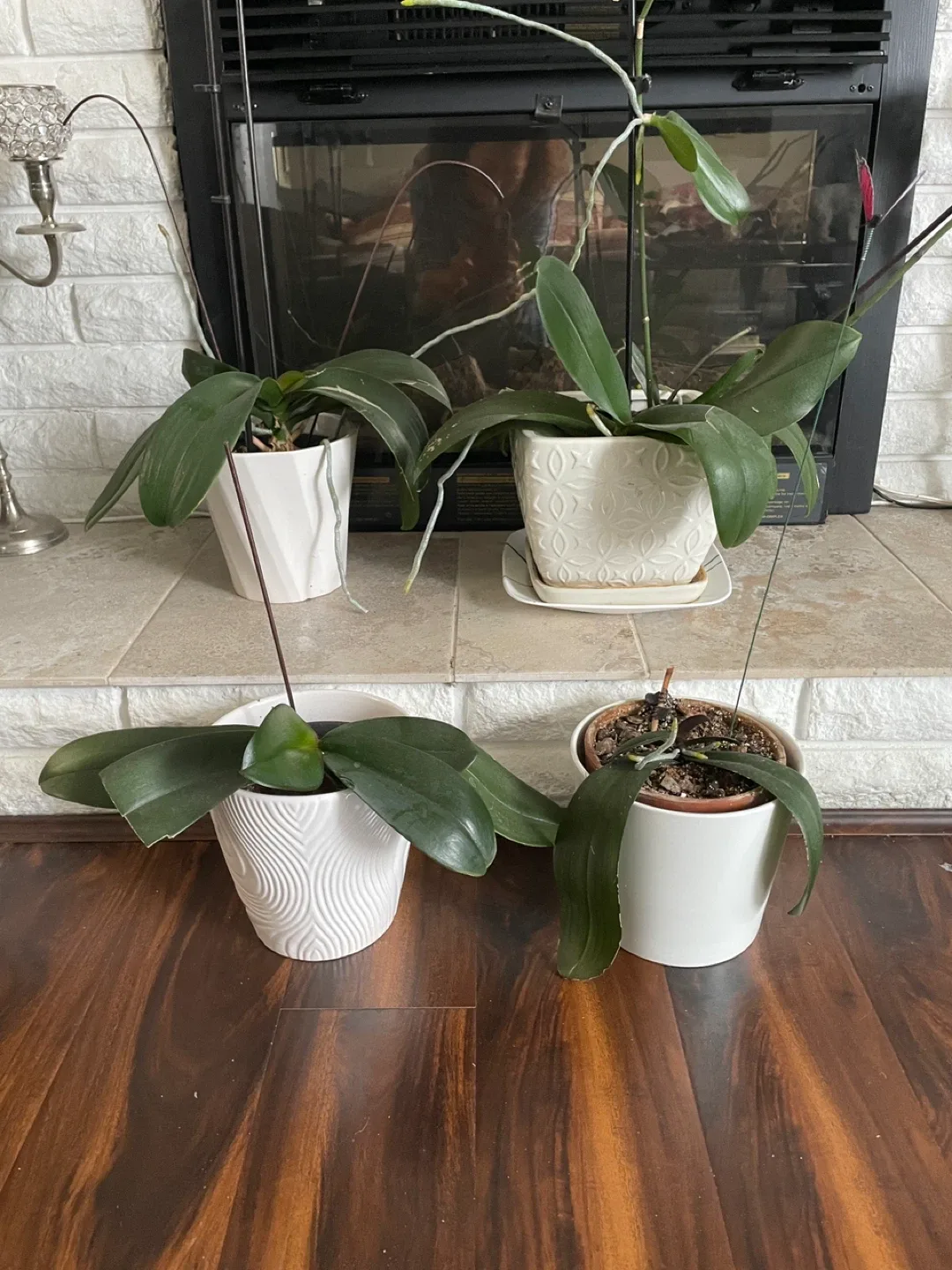 Free Orchid Plants (PENDING PICK UP)