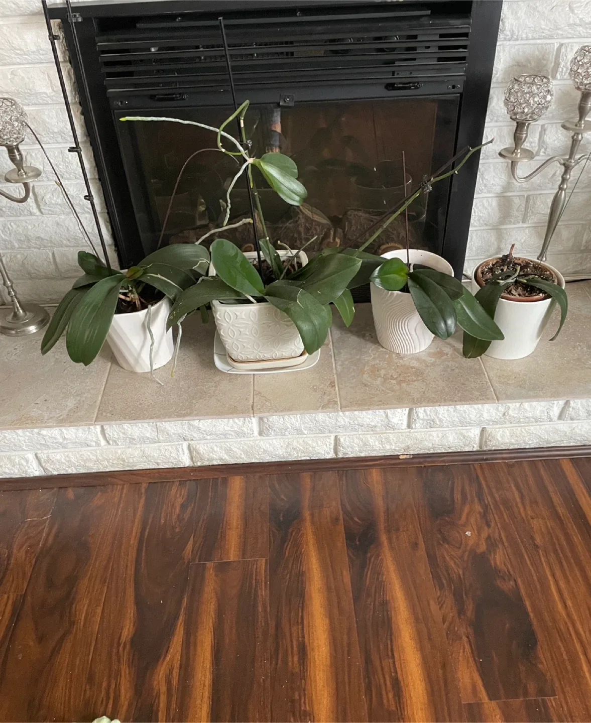 Free Orchid Plants (PENDING PICK UP) image indicator(2)