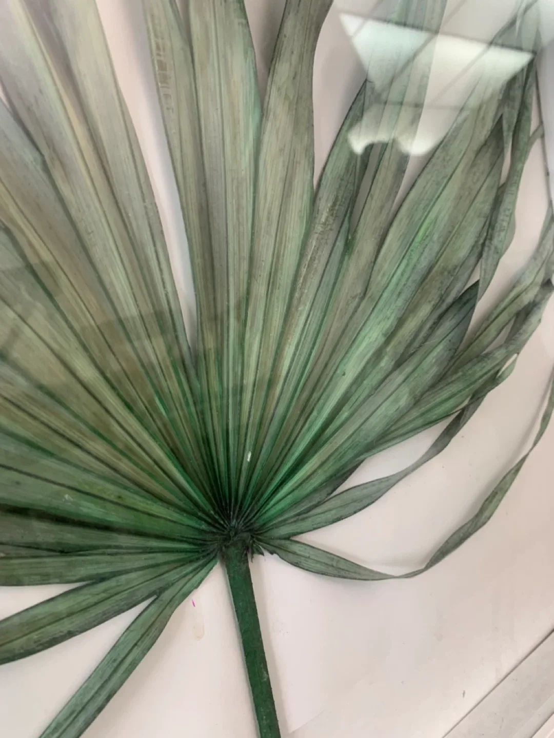 Framed Palm Leaf Art - White Frame / wall artwork / home decor image indicator(7)