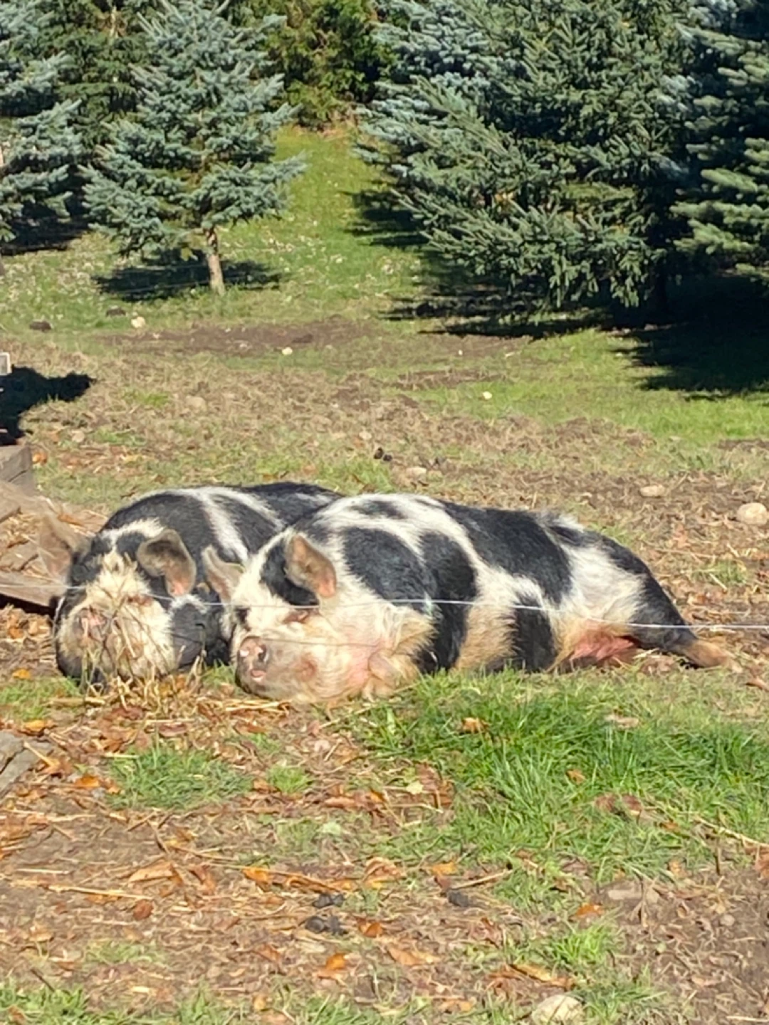 Kune kune pigs