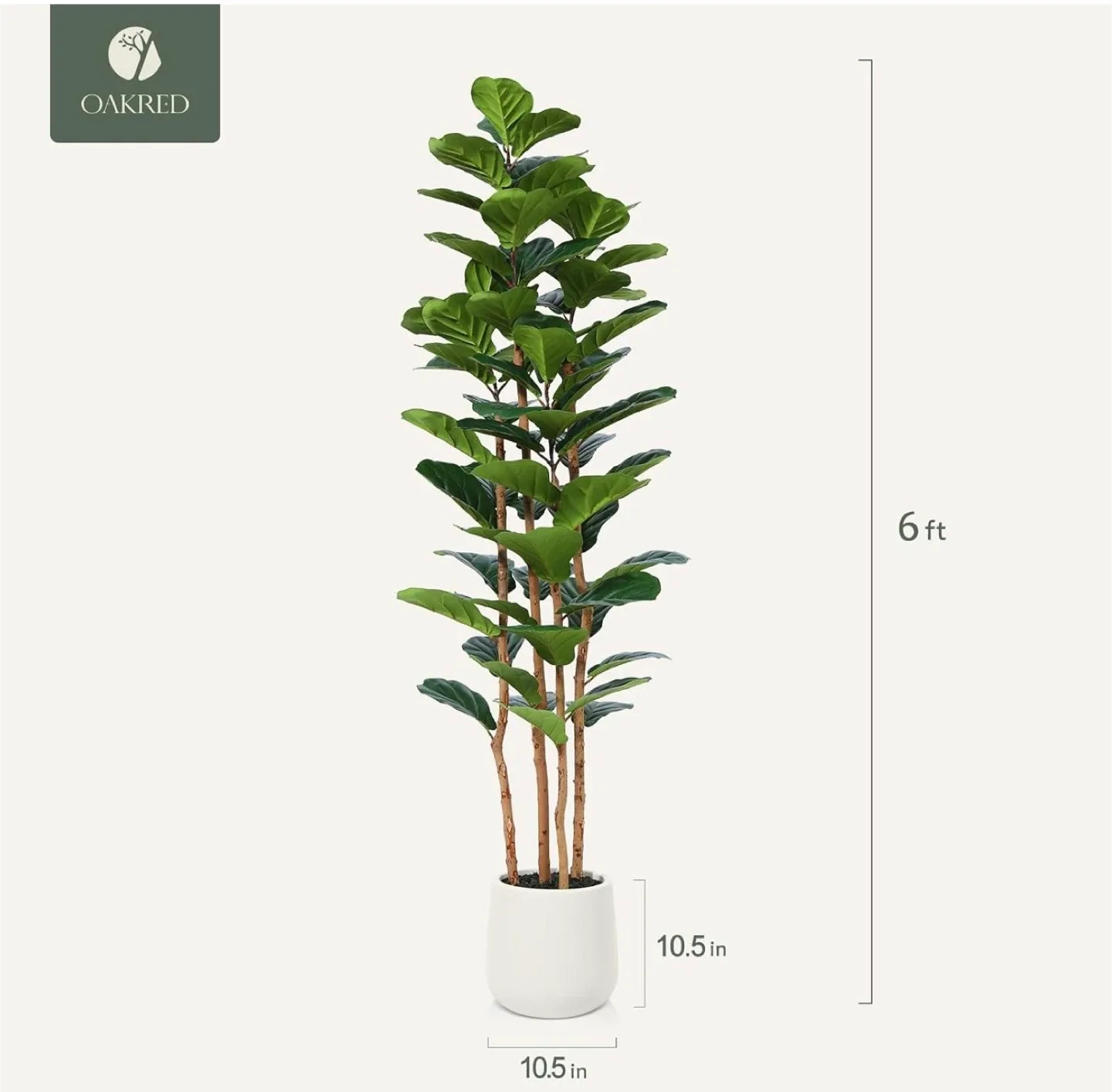 OAKRED Fiddle Leaf Fig Tree - 6 ft image indicator(2)