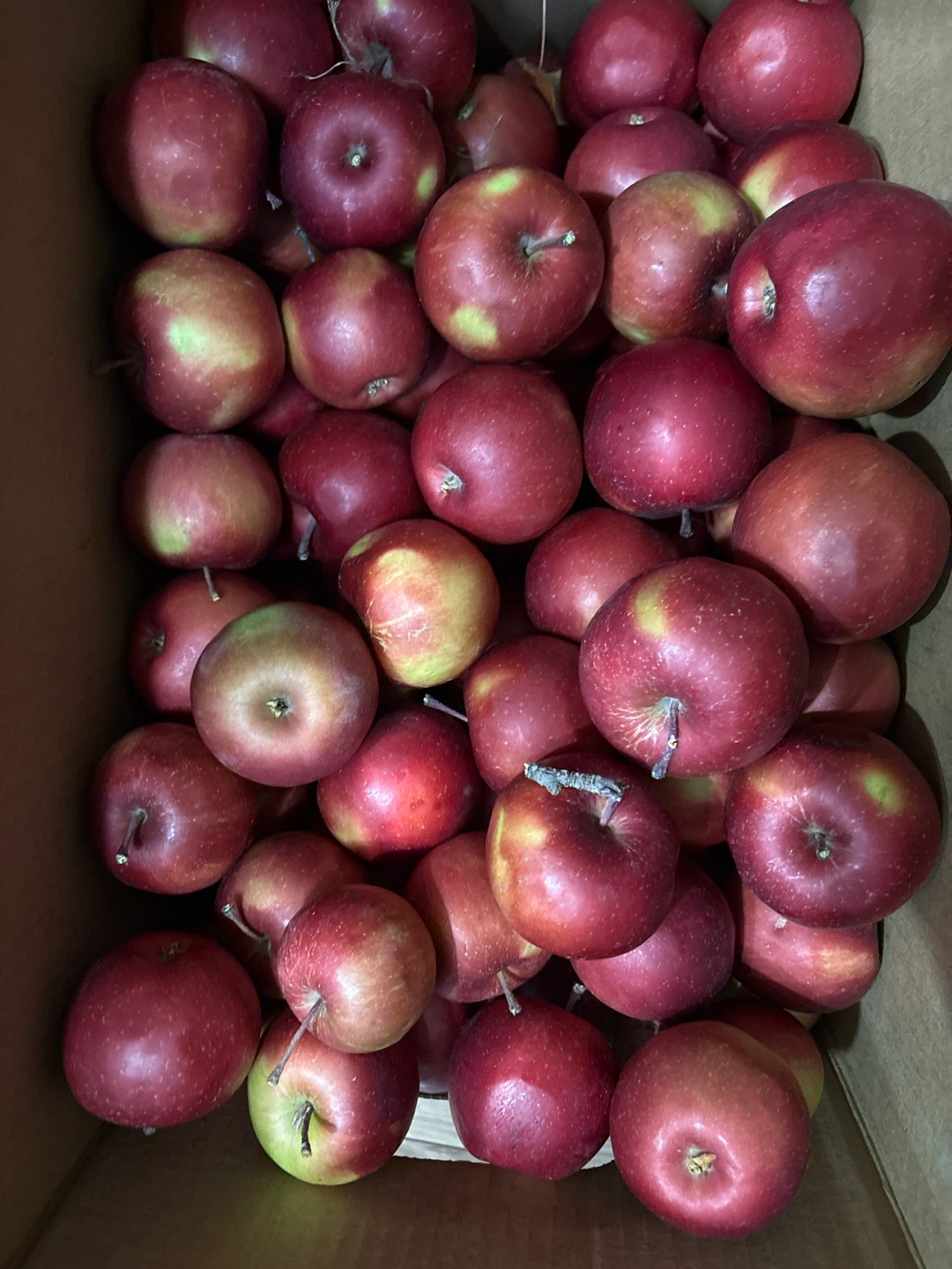 Free  fresh Apple
