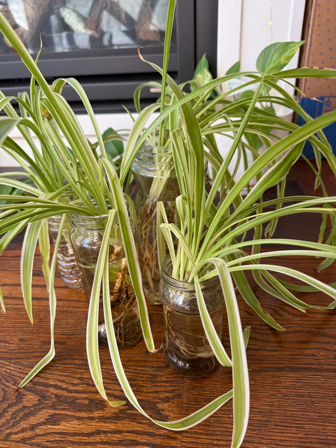 Spider Plants (MOVE OUT SALE)