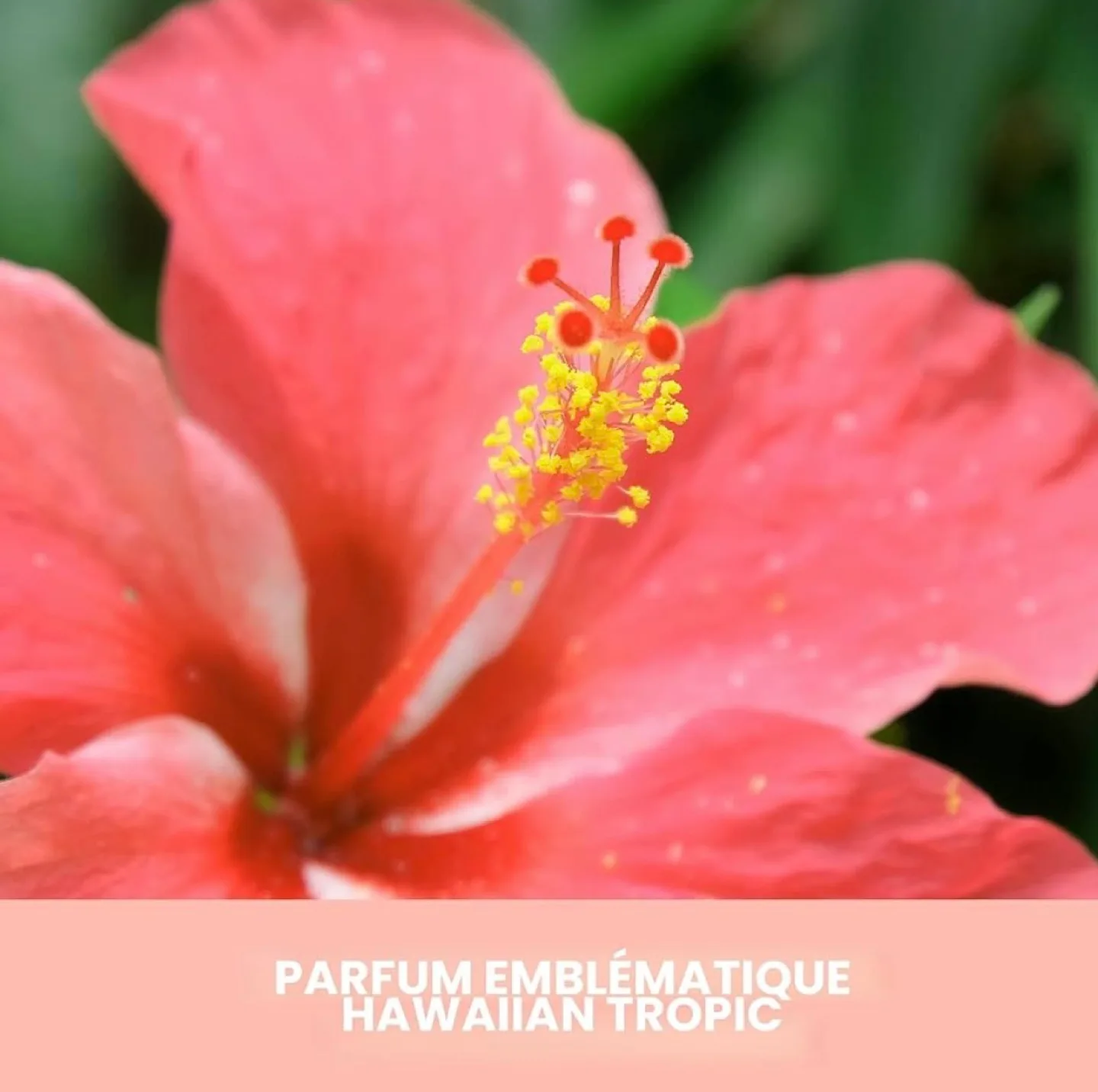 Hawaiian Tropic Aloha Glow Self-Tanning Milk 290 mL image indicator(7)