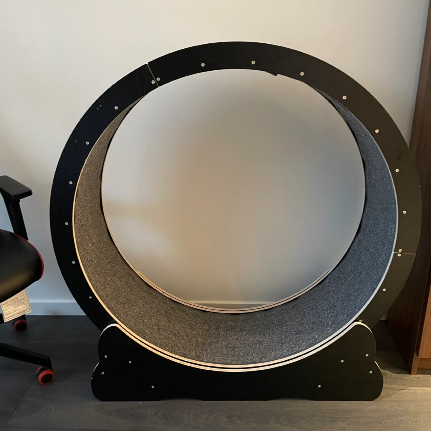 Cat running wheel