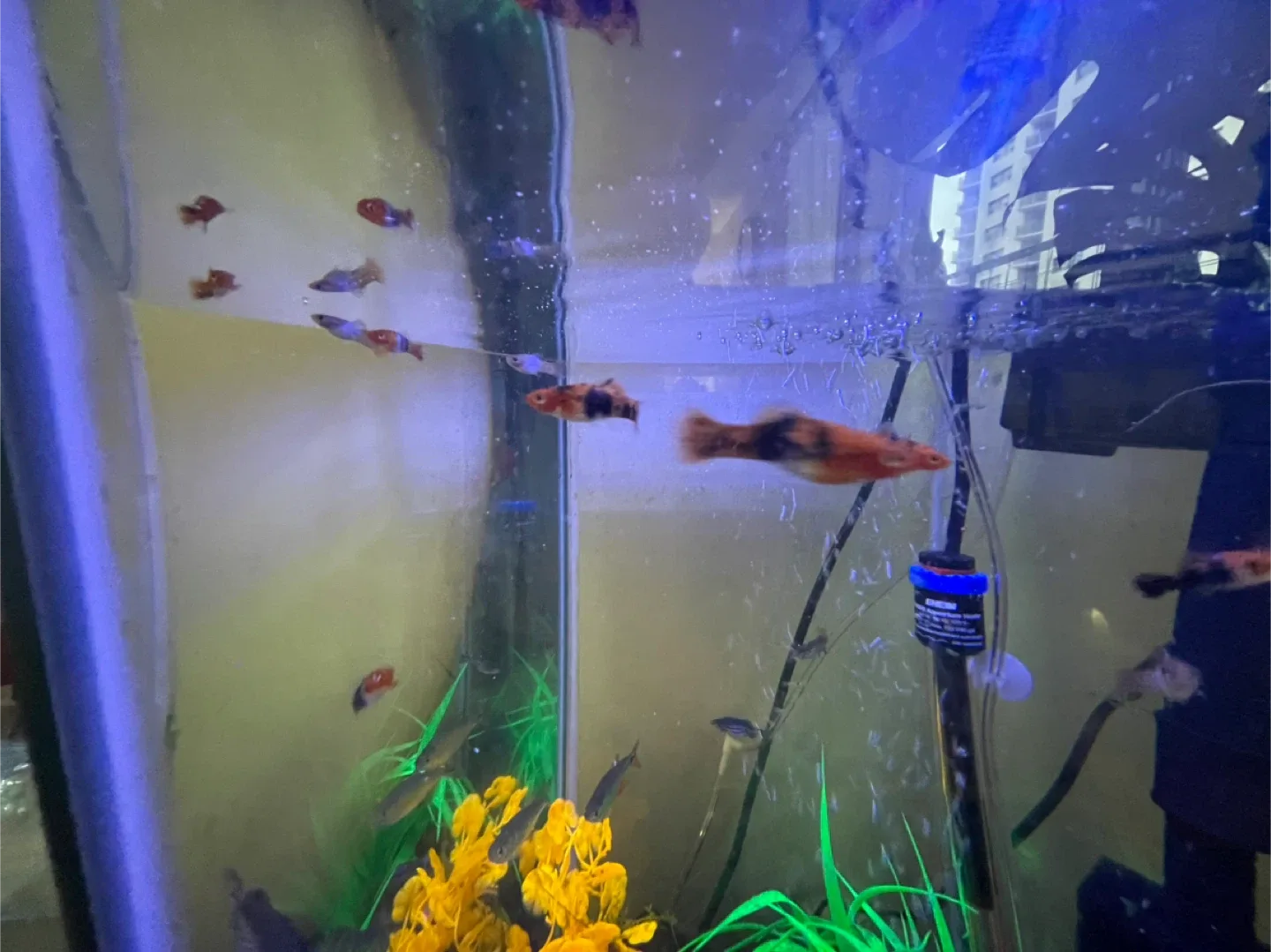 Mickey Mouse platy/swordtail image indicator(4)