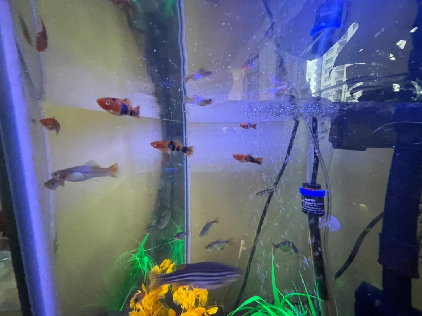 Mickey Mouse platy/swordtail image indicator(3)