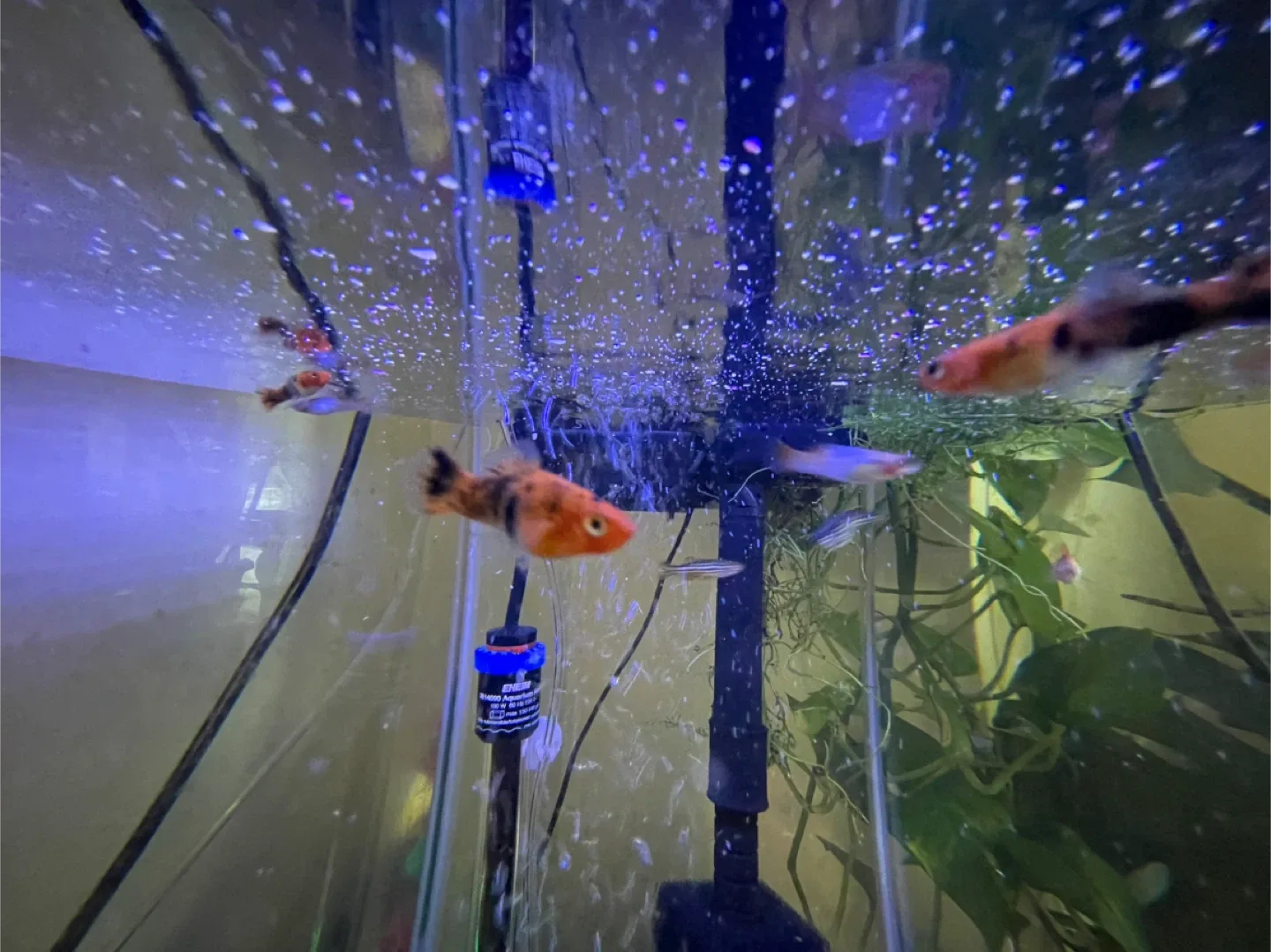 Mickey Mouse platy/swordtail image indicator(2)