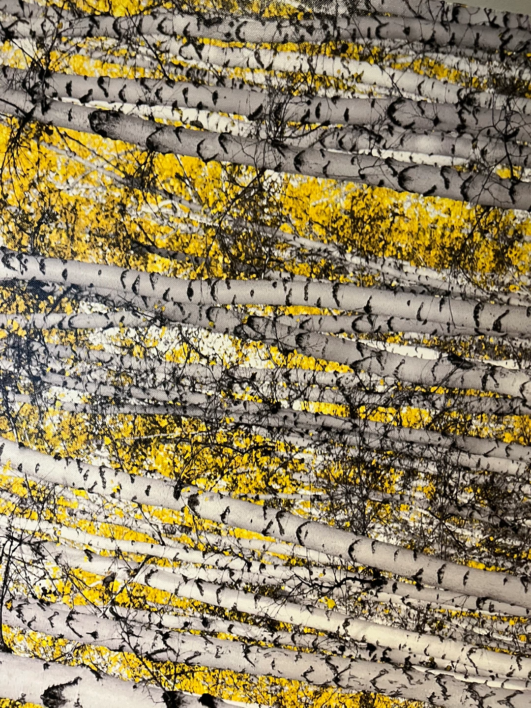 Large 60” birch tree canvas art and 24” square - photo 3