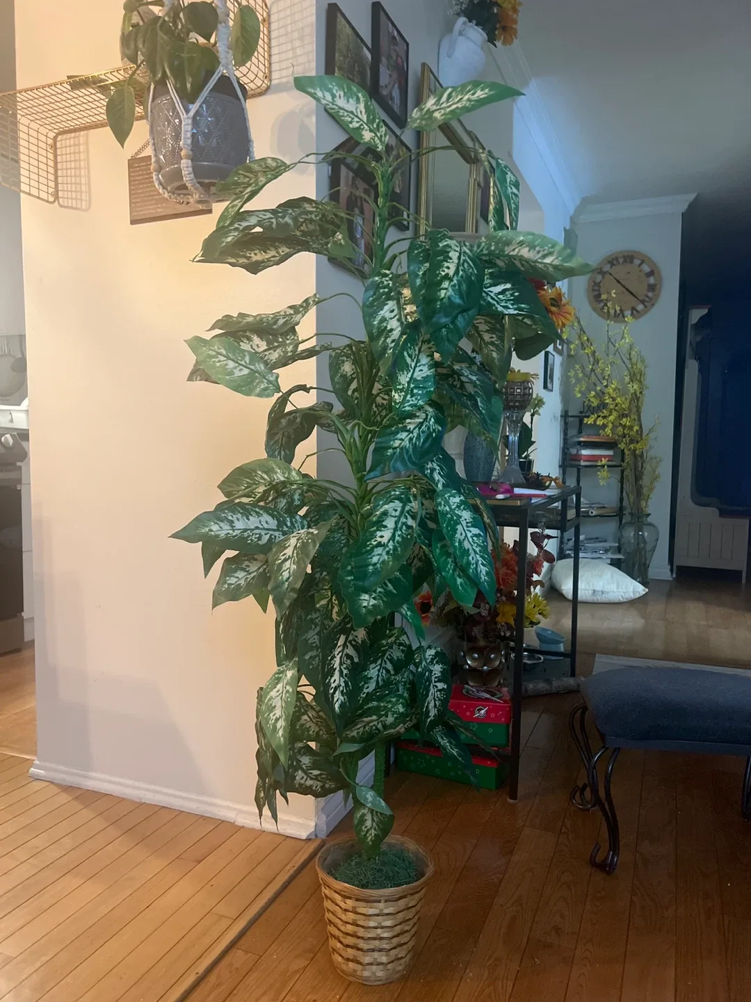 Artificial Dieffenbachia Plant in Wicker Basket image indicator(2)