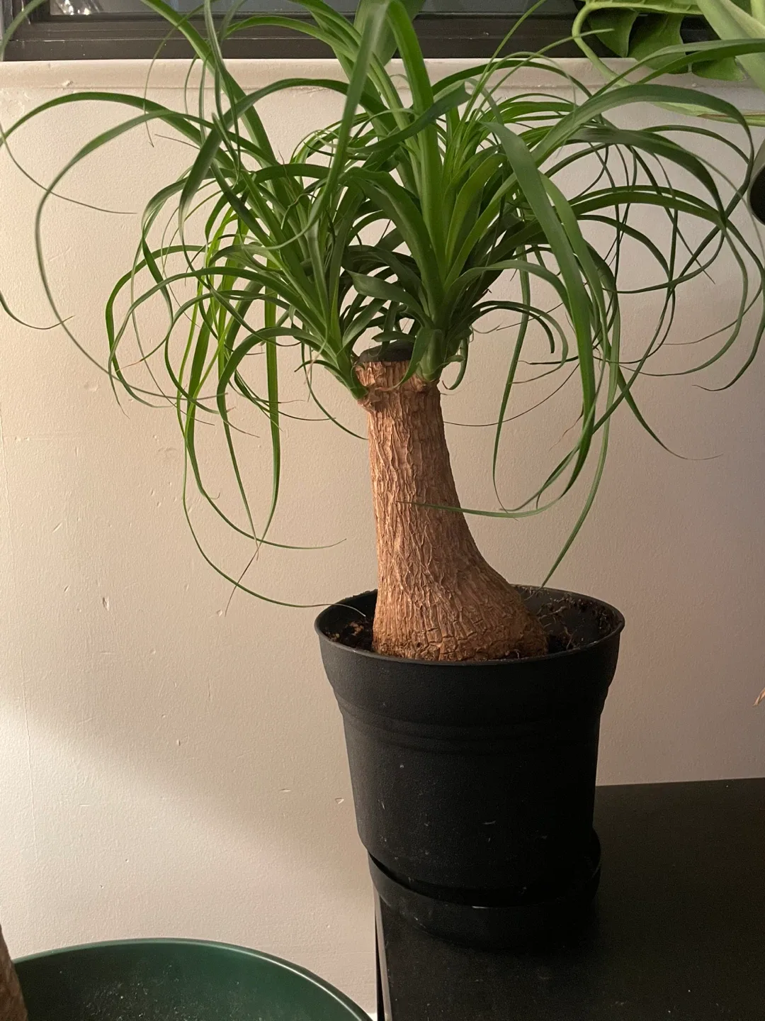 Ponytail Palm in Black Pot