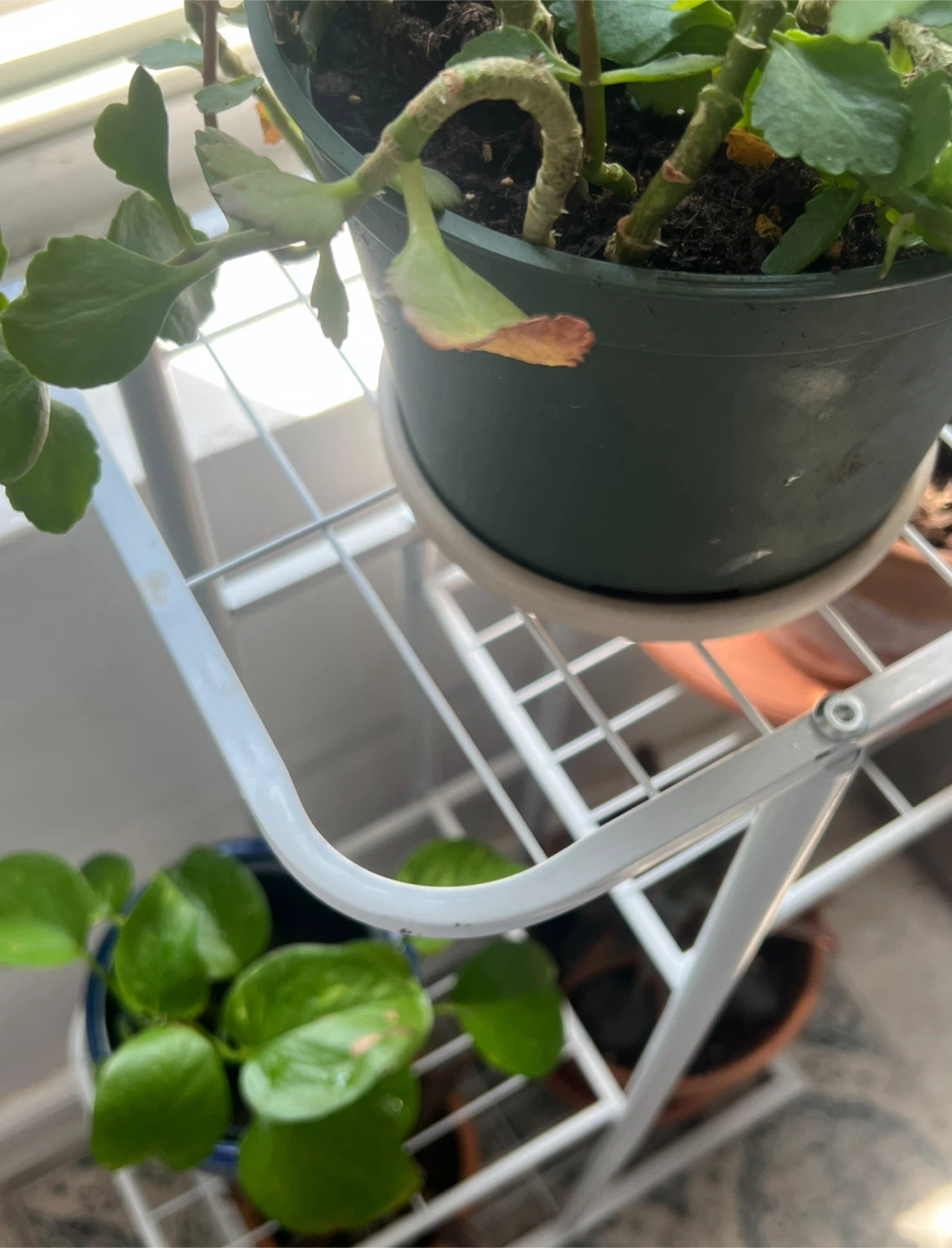 White Metal Plant Stand - Indoor/Outdoor - photo 4
