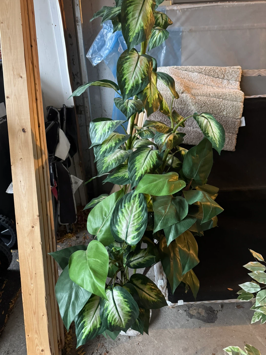 Indoor Dieffenbachia Plant