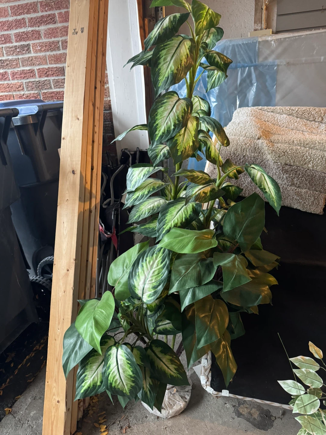 Indoor Dieffenbachia Plant - photo 2