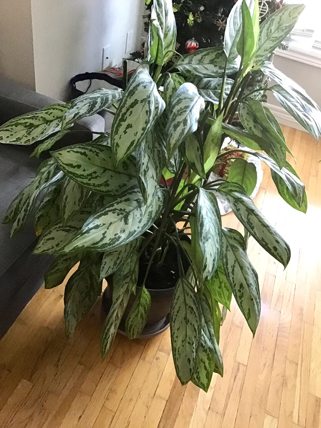 Aglaonema Plant image indicator(3)