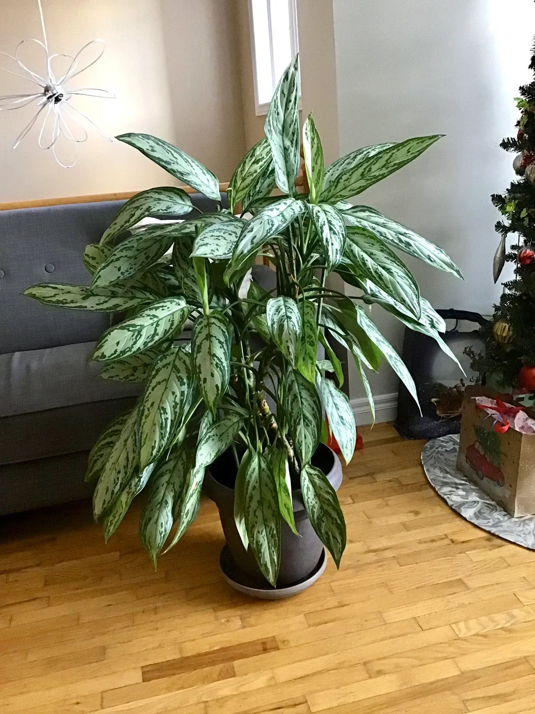 Aglaonema Plant image indicator(2)