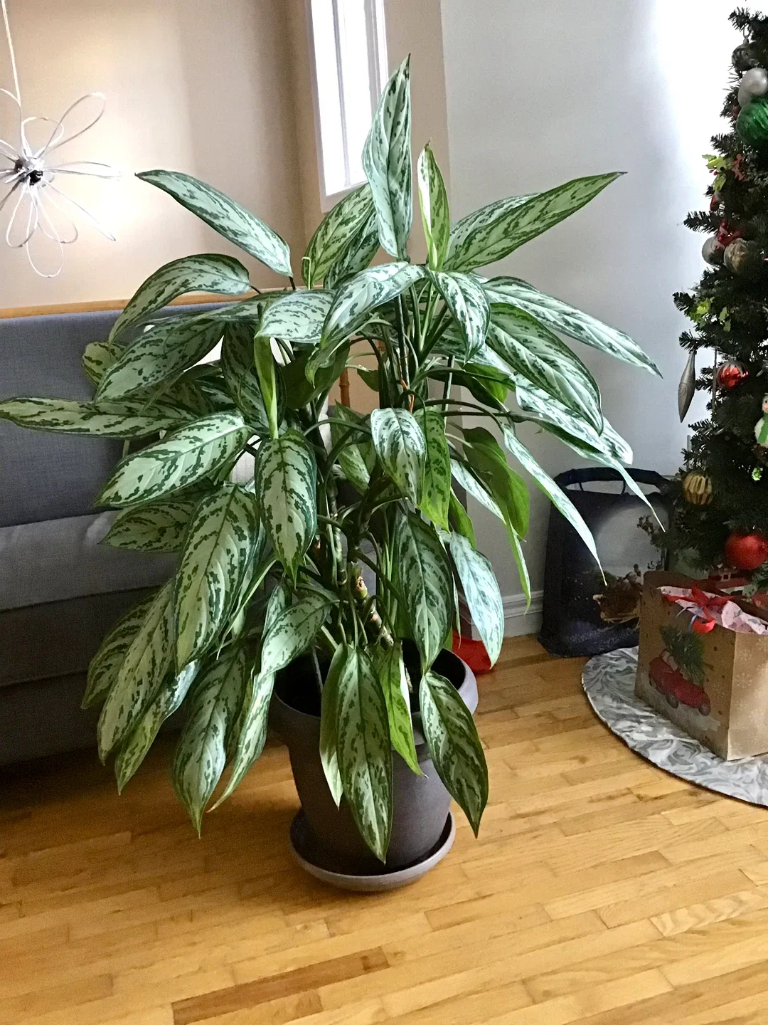 Aglaonema Plant thumbnail