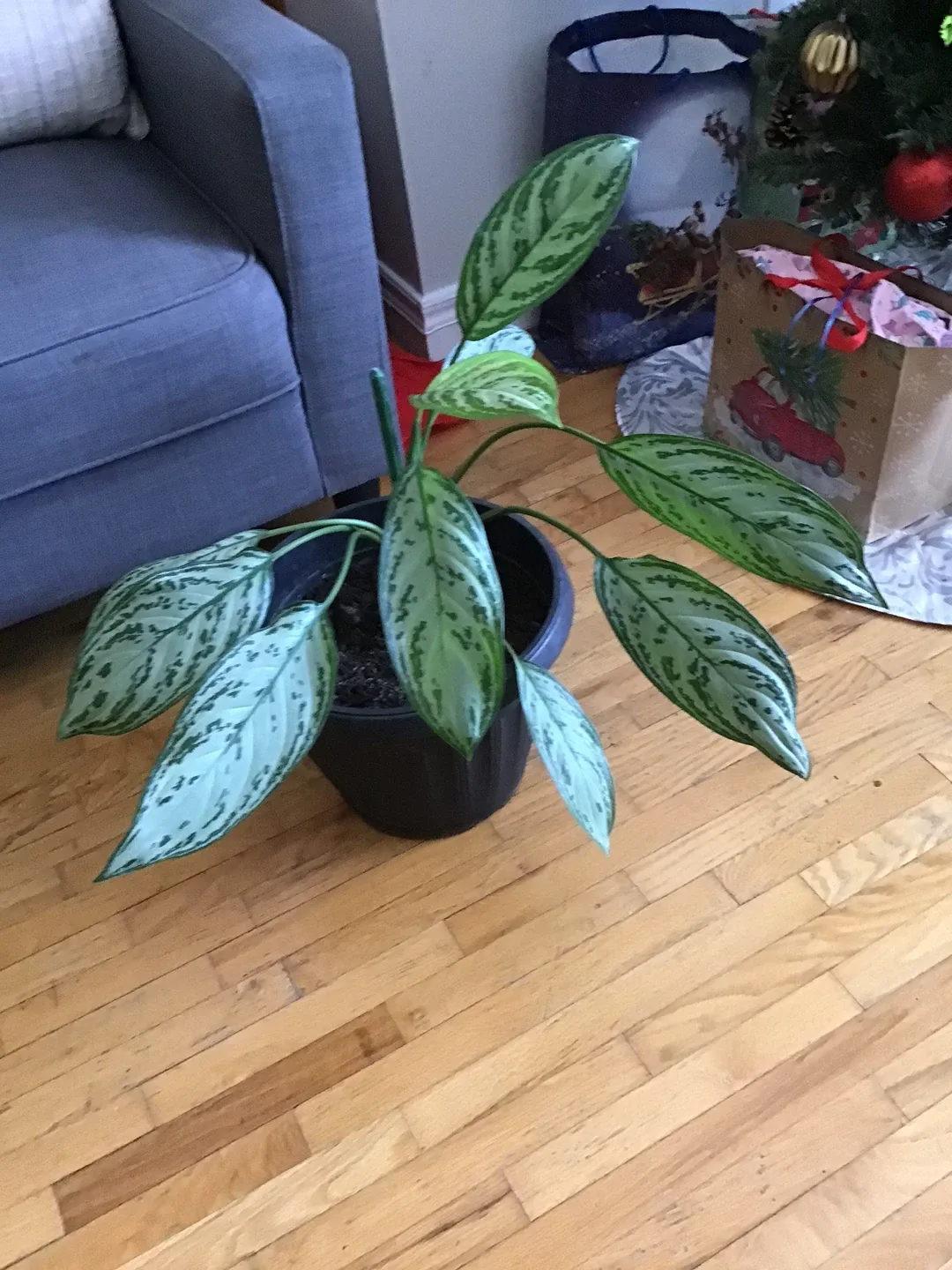 Aglaonema Silver Bay Plant image indicator(2)