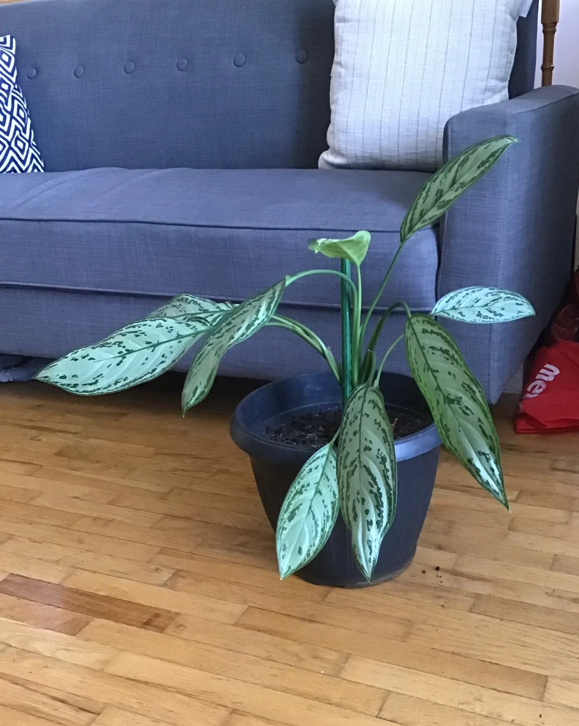 Aglaonema Silver Bay Plant thumbnail