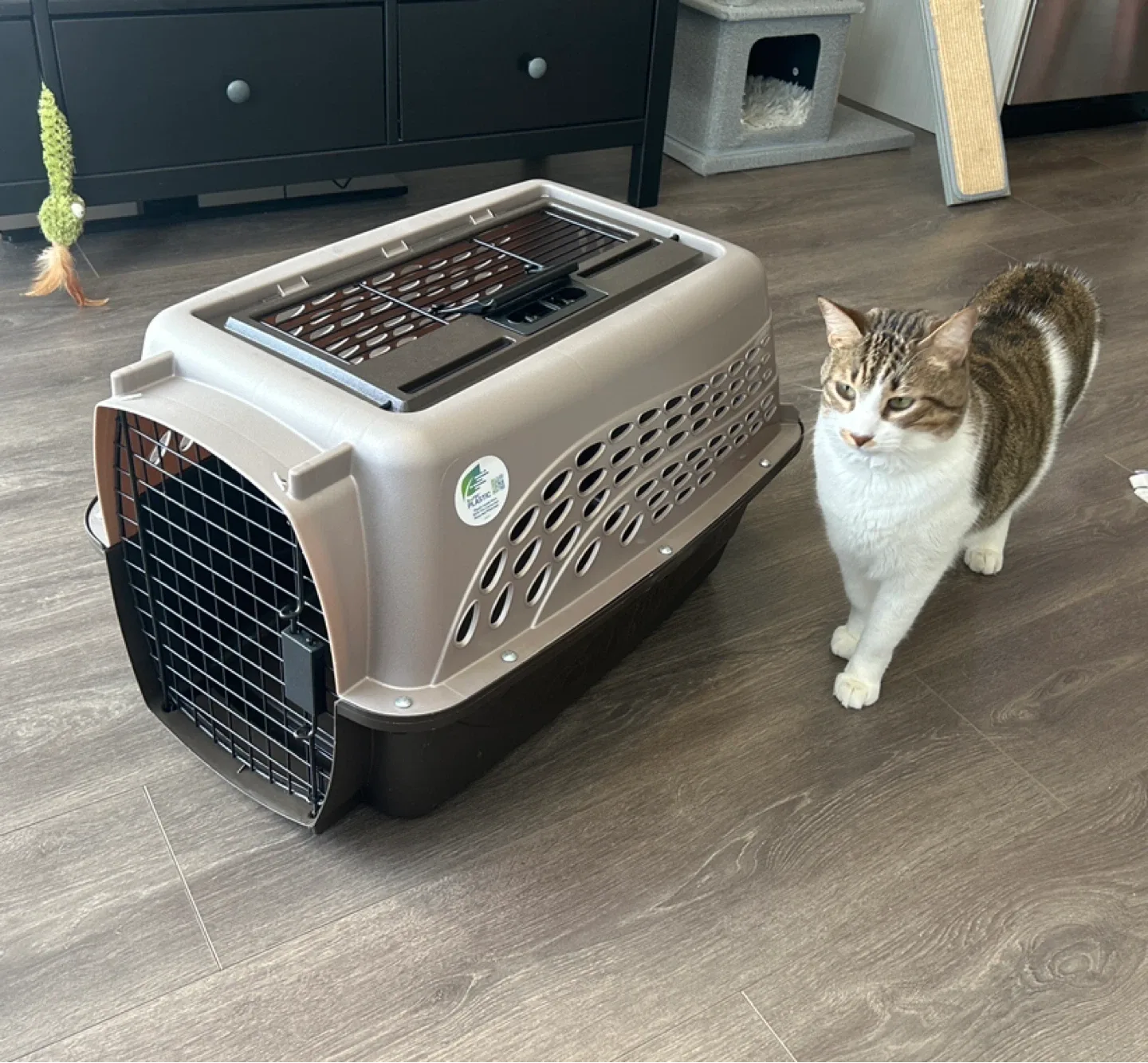 Pet Carrier (Cat not included 🐱)