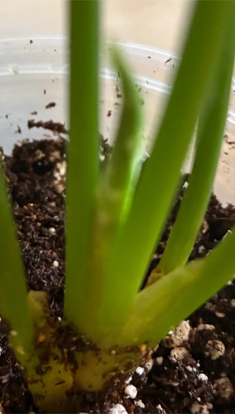 Dieffenbachia Plant image indicator(3)