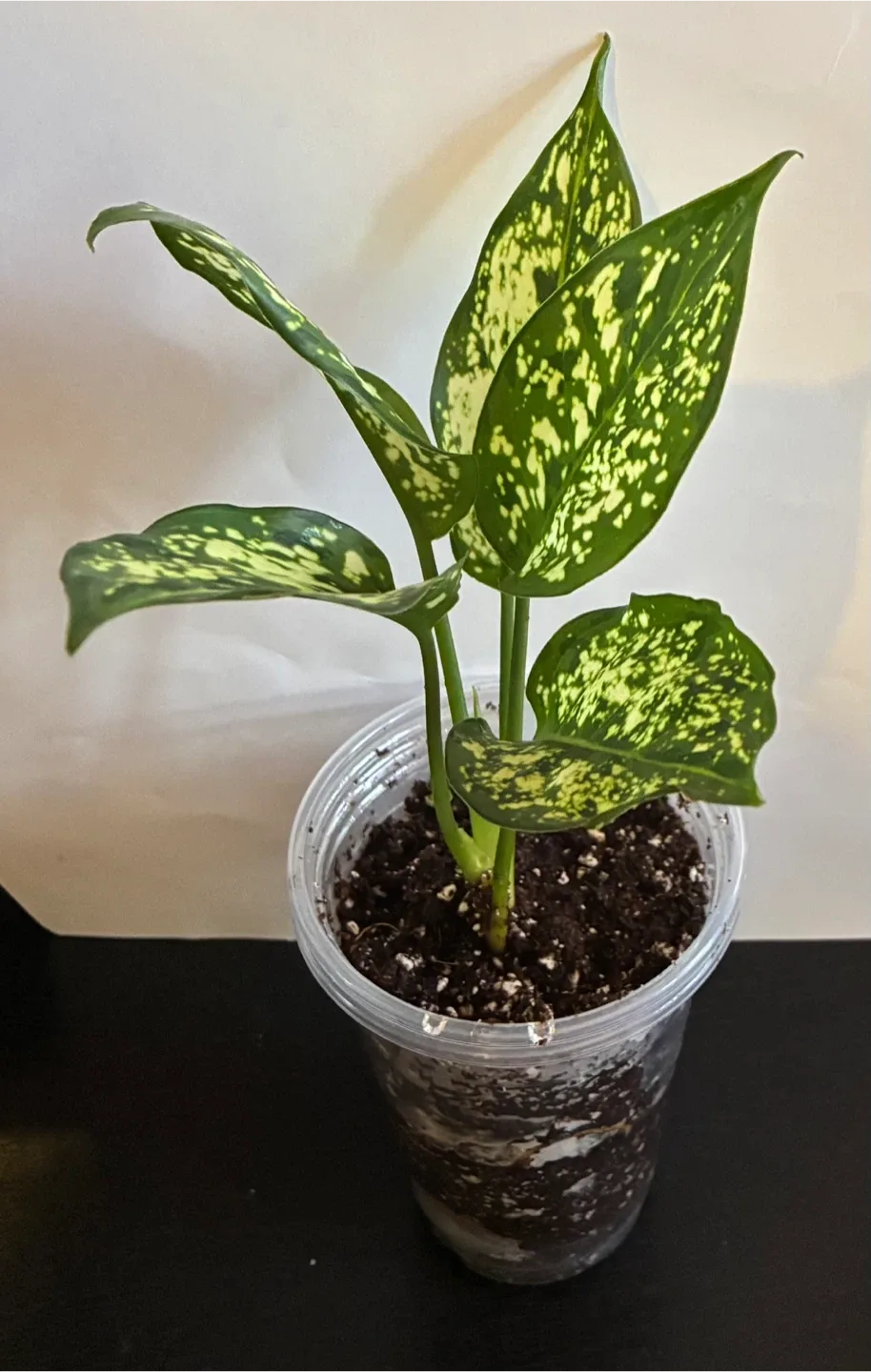 Dieffenbachia Plant image indicator(2)