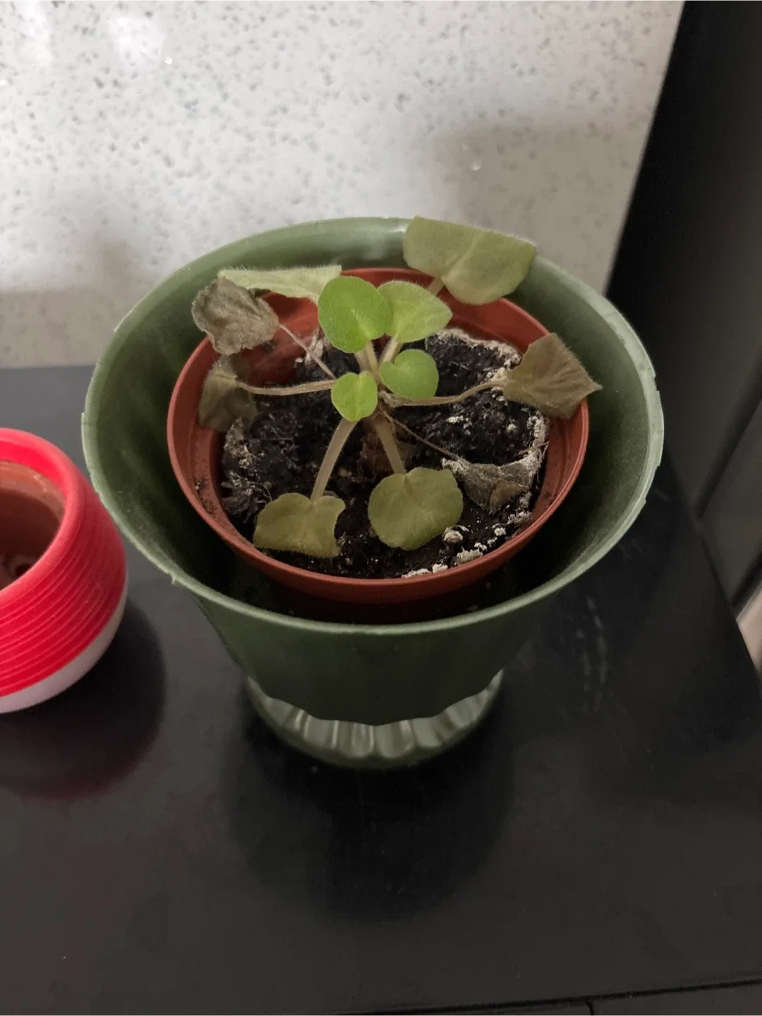 Assorted Plant Pots - Set of 3 and Plant image indicator(2)