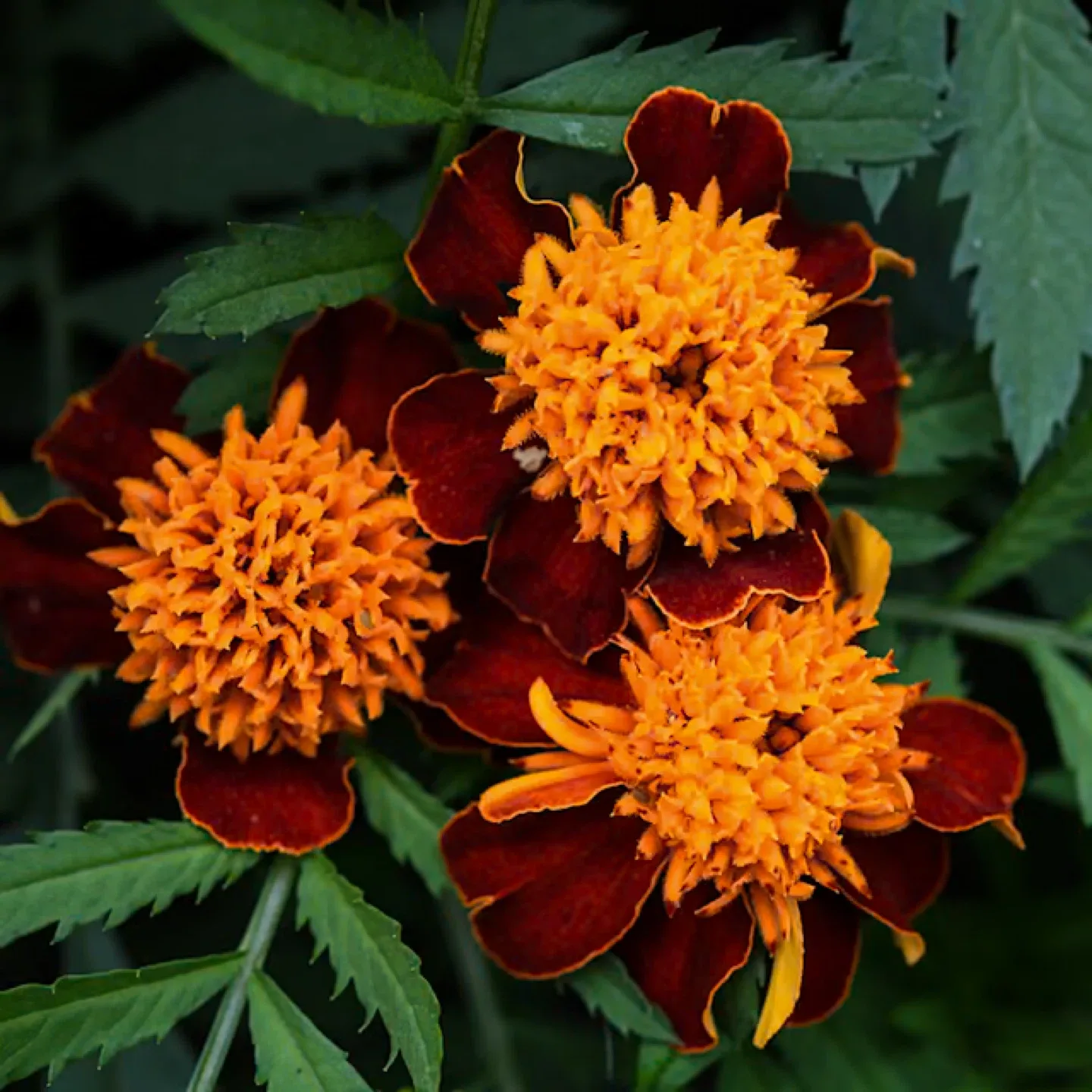 French Marigold “Orange Flame” Seeds thumbnail