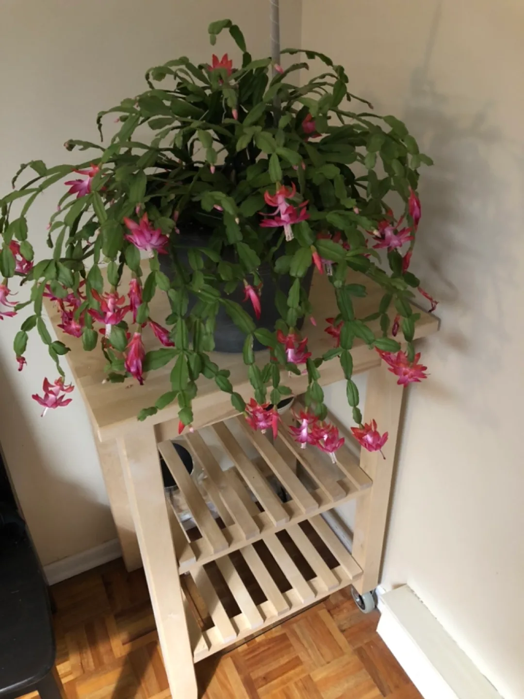 Christmas Cactus  Plant in Pot image indicator(2)