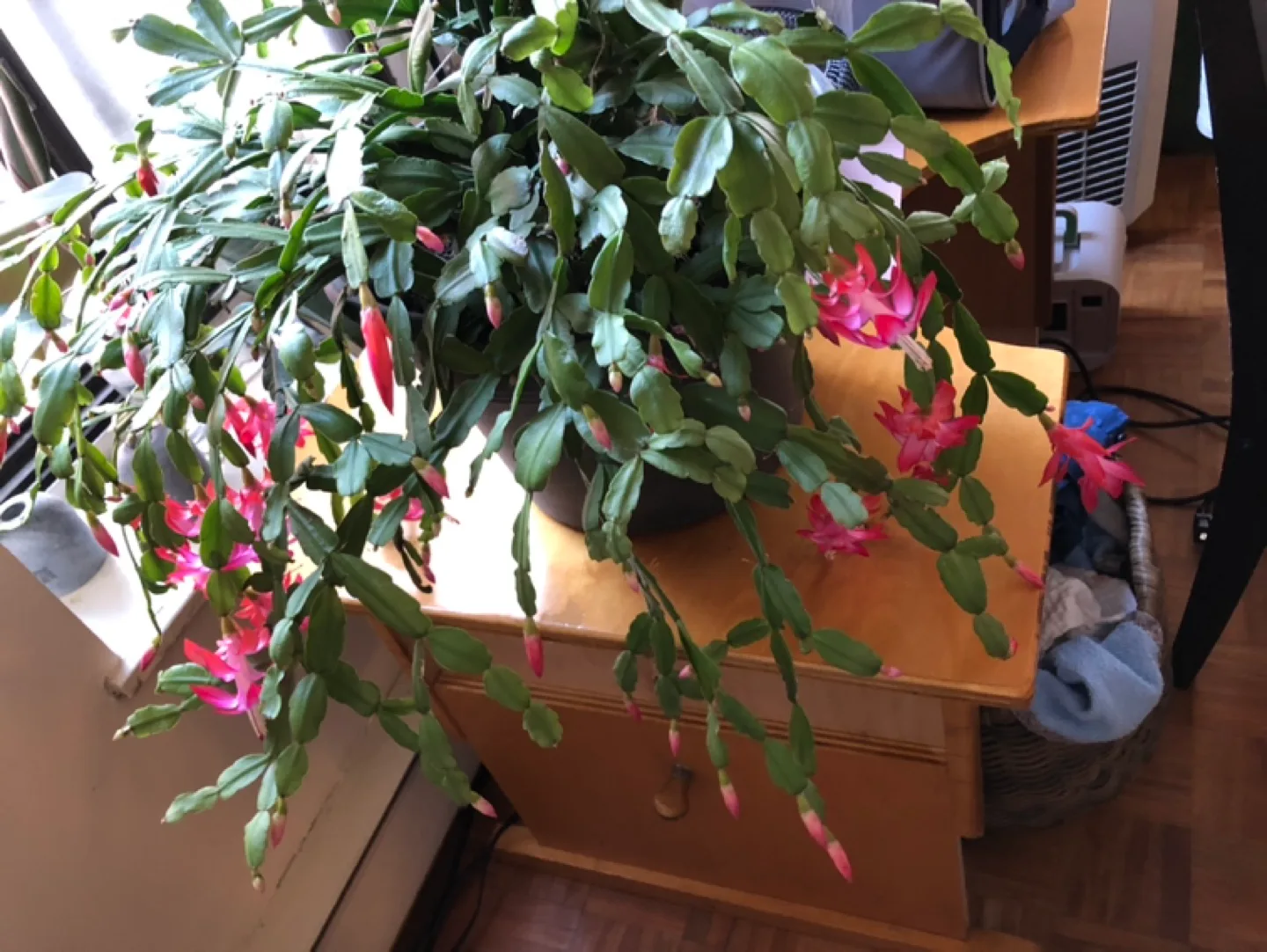 Christmas Cactus  Plant in Pot thumbnail
