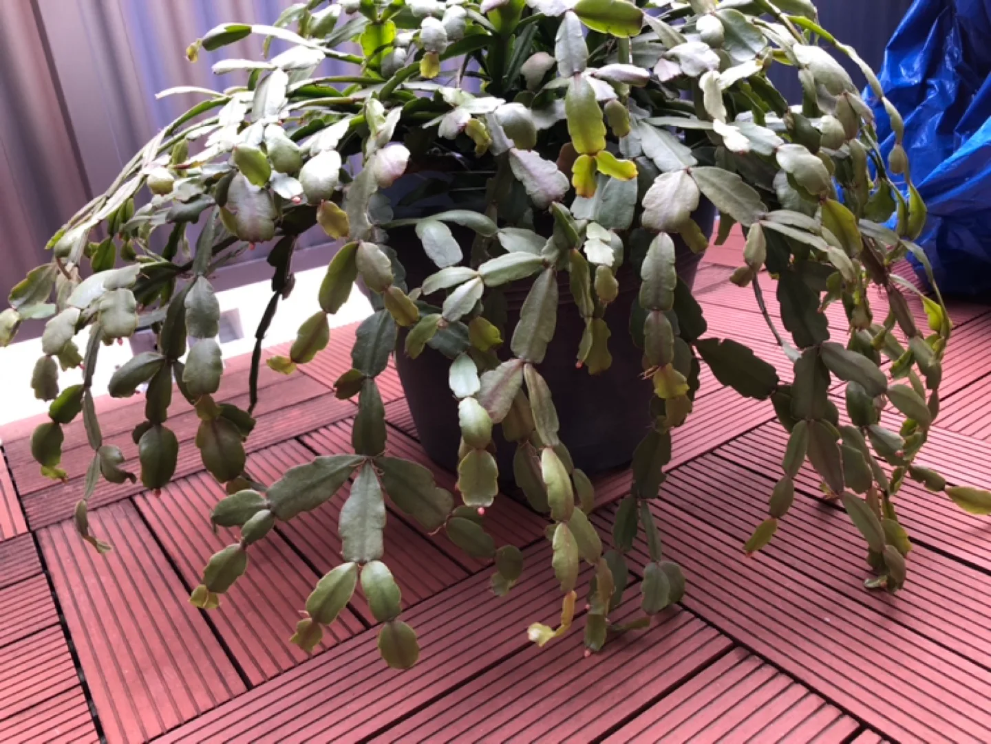 Christmas Cactus  Plant in Pot image indicator(5)