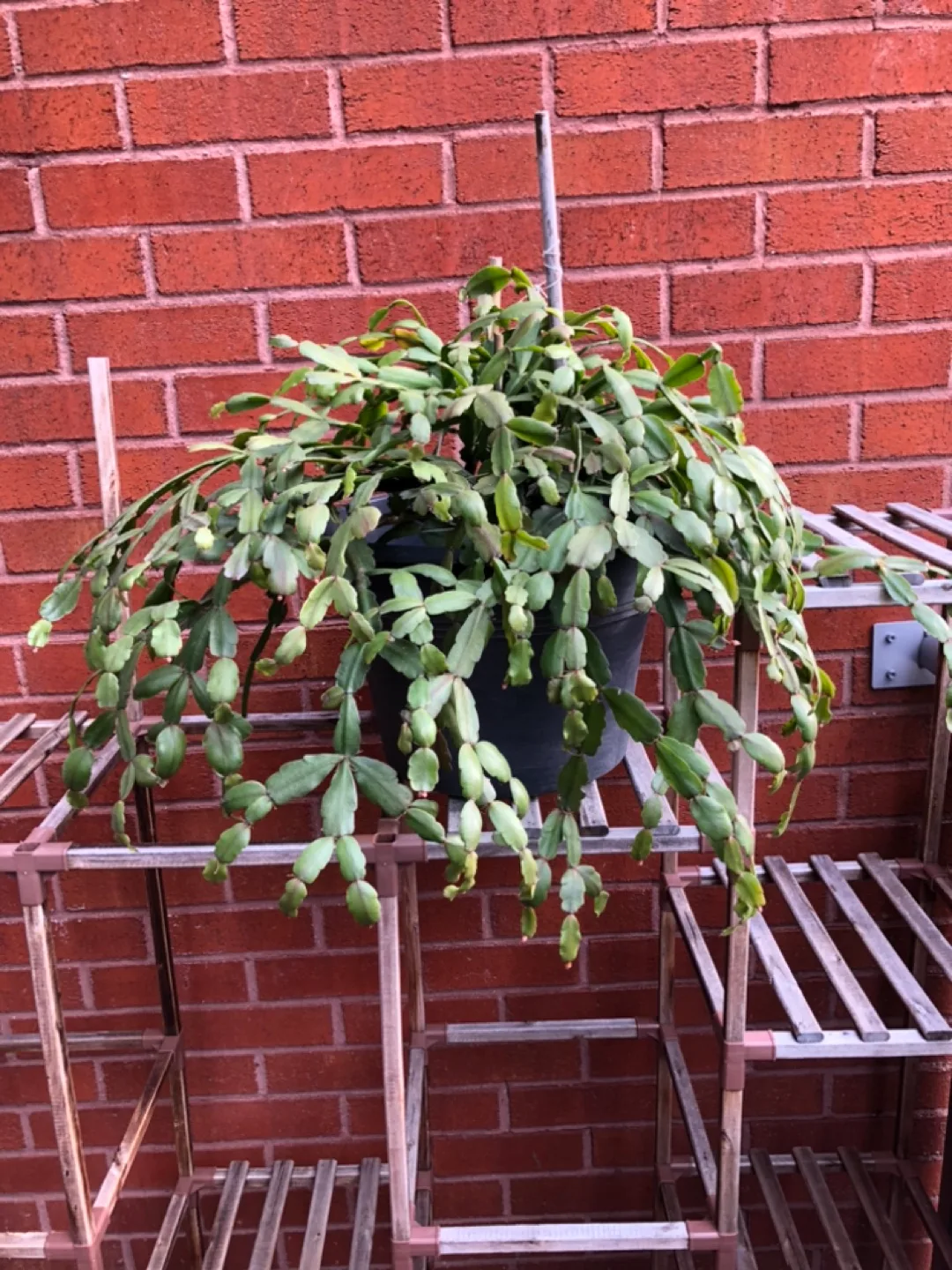 Christmas Cactus  Plant in Pot image indicator(3)