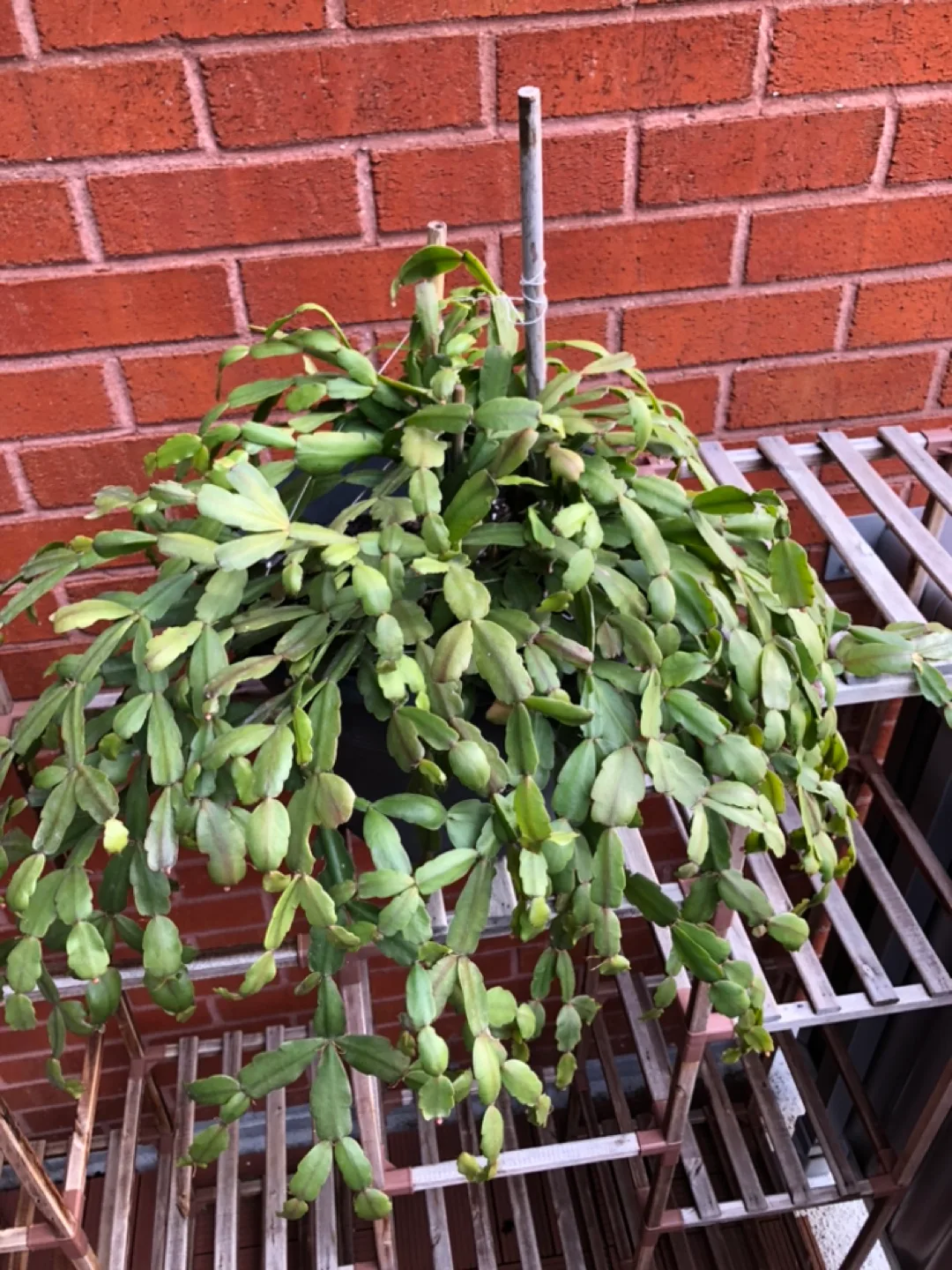 Christmas Cactus  Plant in Pot image indicator(4)